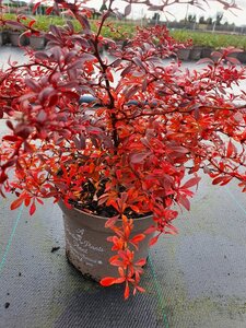 BERBERIS T. ORANGE DREAM