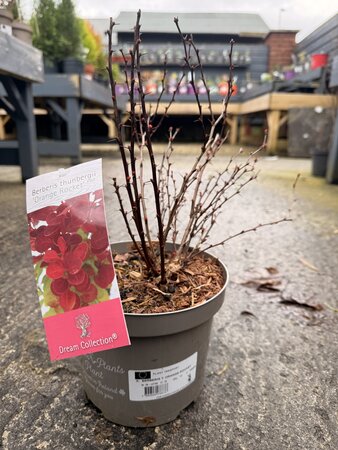 BERBERIS T. ORANGE ROCKET