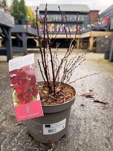 BERBERIS T. ORANGE ROCKET
