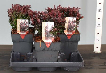 Berberis thunb. 'Concorde' 2L, square pot