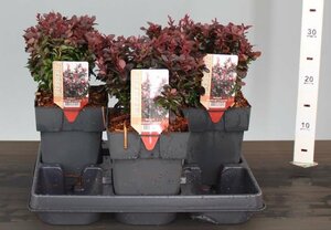 Berberis thunb. 'Concorde' 2L, square pot