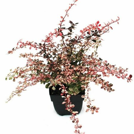 Berberis thunb. 'Harlequin' 2L, square pot