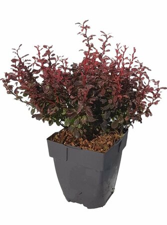 Berberis thunb. 'Inspiration'