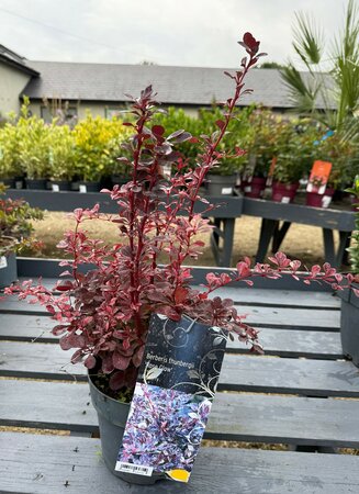 Berberis thunbergii 'Rose Glow'