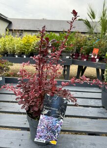 Berberis thunbergii 'Rose Glow'