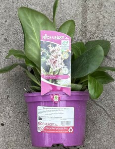 Bergenia 'Bressingham White'