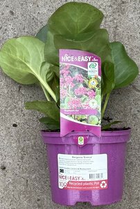 Bergenia 'Eroica'