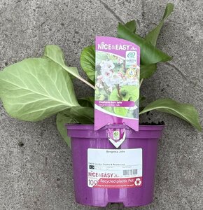 Bergenia Jelle