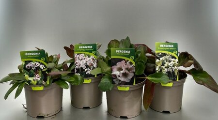 Bergenia mix