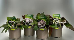 Bergenia mix