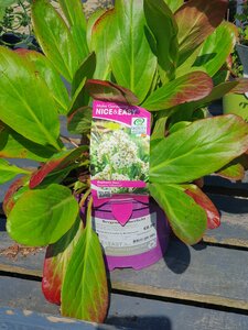 Bergenia Silberlicht