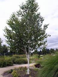 Betula jacquemontii