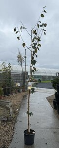 BETULA JACQUEMONTII - image 2