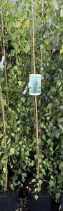 Betula p. 'Youngii'