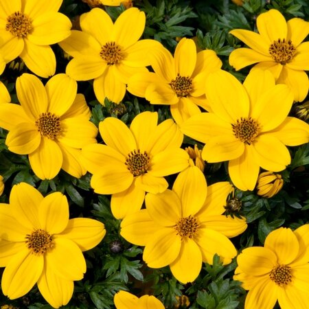 Bidens Golden Glory