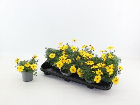 Bidens yellow