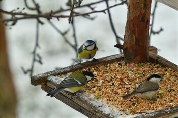 Bird Feed and Seed