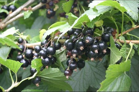 Blackcurrants Ben Tron