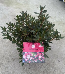 Bloombux ® Magenta - image 1