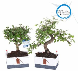 Bonsai 'Easy Care' mix 17 cm ceramic pot