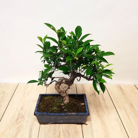 Bonsai ficus ceramic