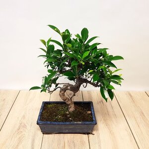 Bonsai ficus ceramic