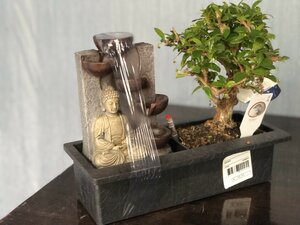Bonsai mixed+buddha waterfall