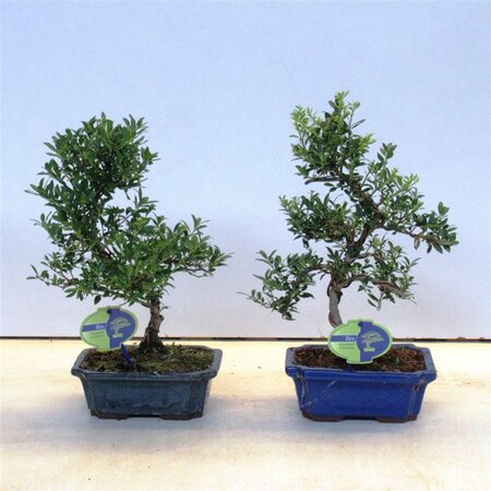 Bonsai outdoor Ilex  19 cm ceramic pot
