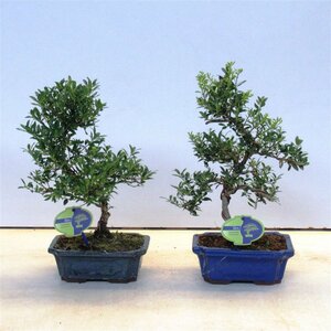Bonsai outdoor Ilex  19 cm ceramic pot