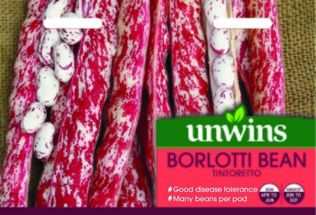 Borlotti Bean Tintoretto