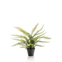 Boston fern 70cm in black plastic pot