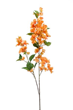 Bougainvillea branch yellow/orange