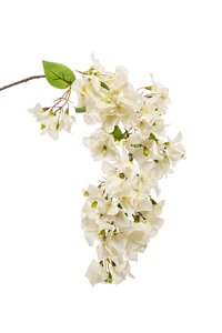 Bougainvillea spray white 99cm