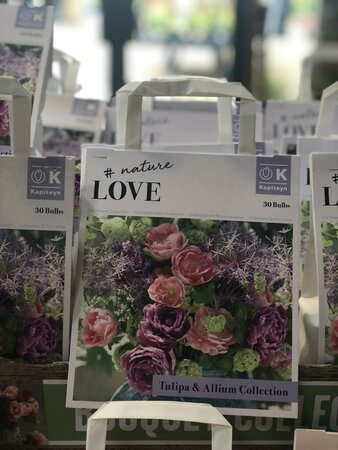 BOUQUET TULIPA & ALLIUM COLL x30