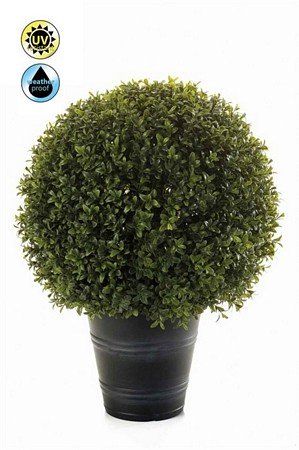 Boxwood ball UV
