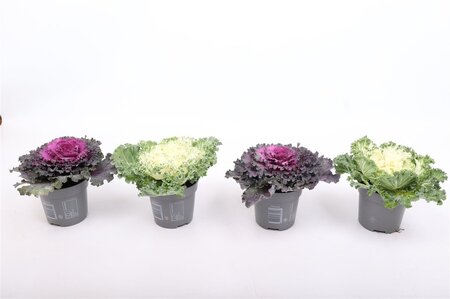 Brassica (curly leaf) mix P10.5