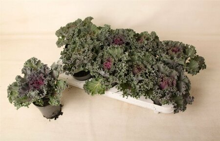 Brassica (curly) purple