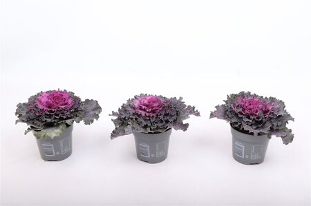 Brassica (curly) purple P10.5