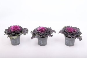 Brassica (curly) purple P10.5