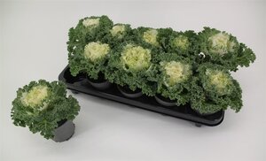 Brassica (curly) white P10.5