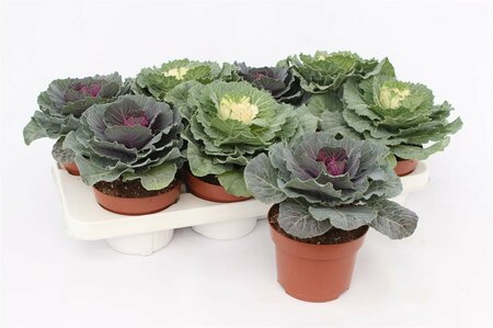 Brassica (smooth leaf) mix