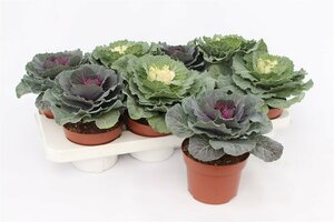Brassica (smooth leaf) mix