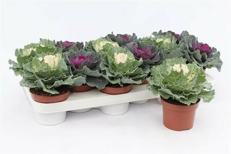 Brassica (smooth leaf) mix