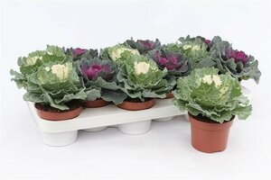 Brassica (smooth leaf) mix
