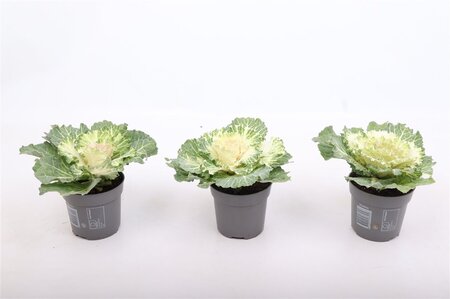 Brassica (smooth)white P10.5