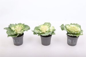 Brassica (smooth)white P10.5