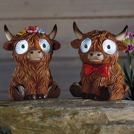 Bright Eyes Highlander (x2 Assorted)