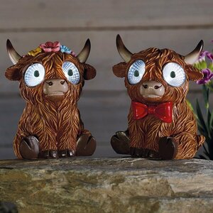 Bright Eyes Highlander (x2 Assorted)