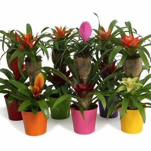 Bromelia mother/child mix 12 cm colour pot
