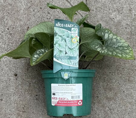 Brunnera 'Emerald Mist' - image 2